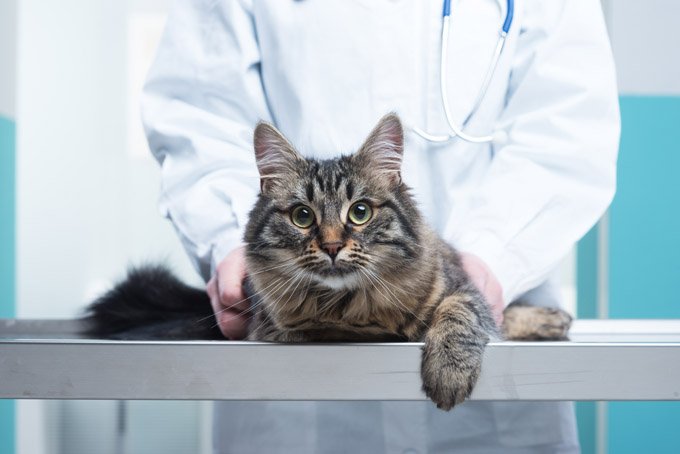 cat in vet office