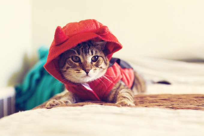 cat in devil costume