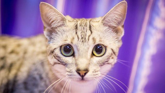 egyptian mau cat