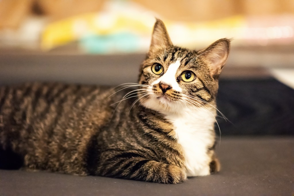 A loafing Li Hua Mao staring up. 