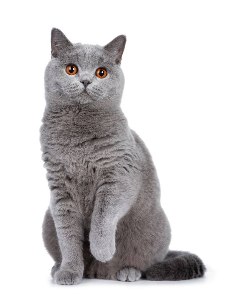 playful British shorthair cat