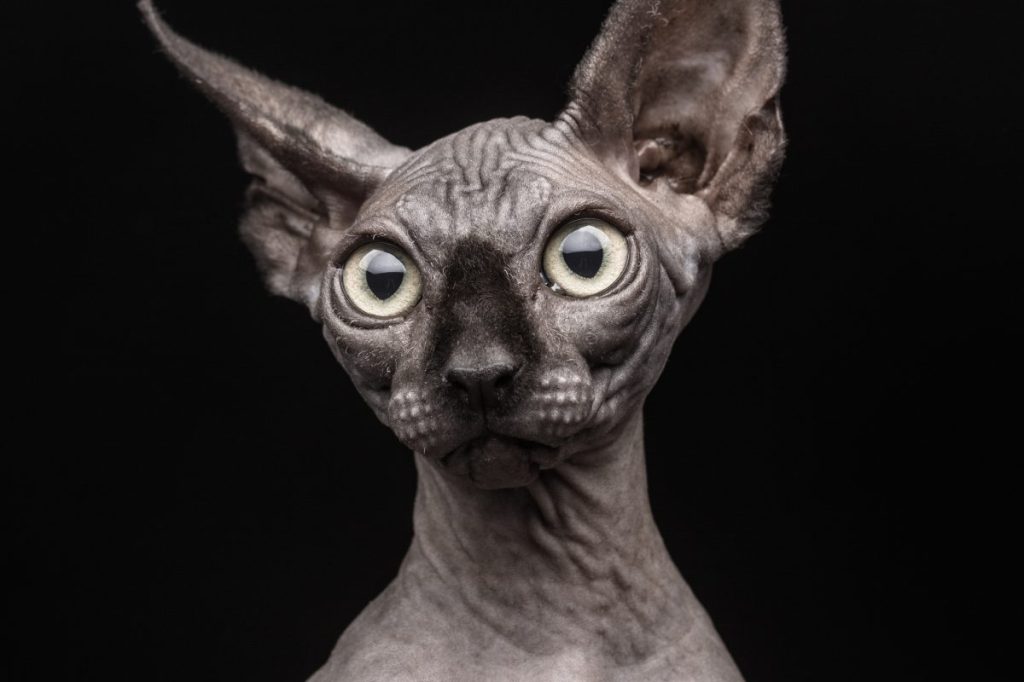 A grey Sphynx cat on a black background.