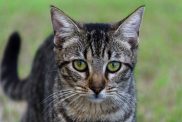 A close-up of a Chinese Li Hua Cat, also known as Dragon Li, with bright green eyes.