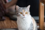 A portrait of an American Wirehair cat with amber eyes and a plush, wiry coat.