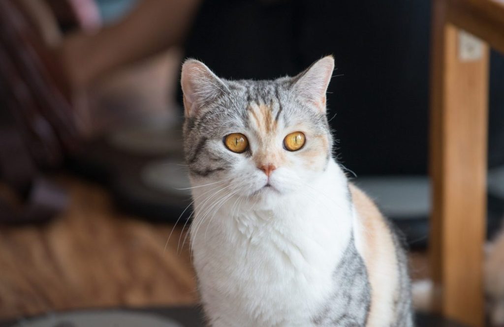 A portrait of an American Wirehair cat with amber eyes and a plush, wiry coat.