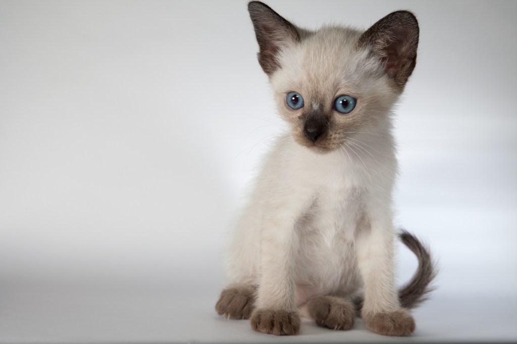 siamese cat at 6 weeks