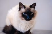 A chocolate point Balinese cat against a grey background.