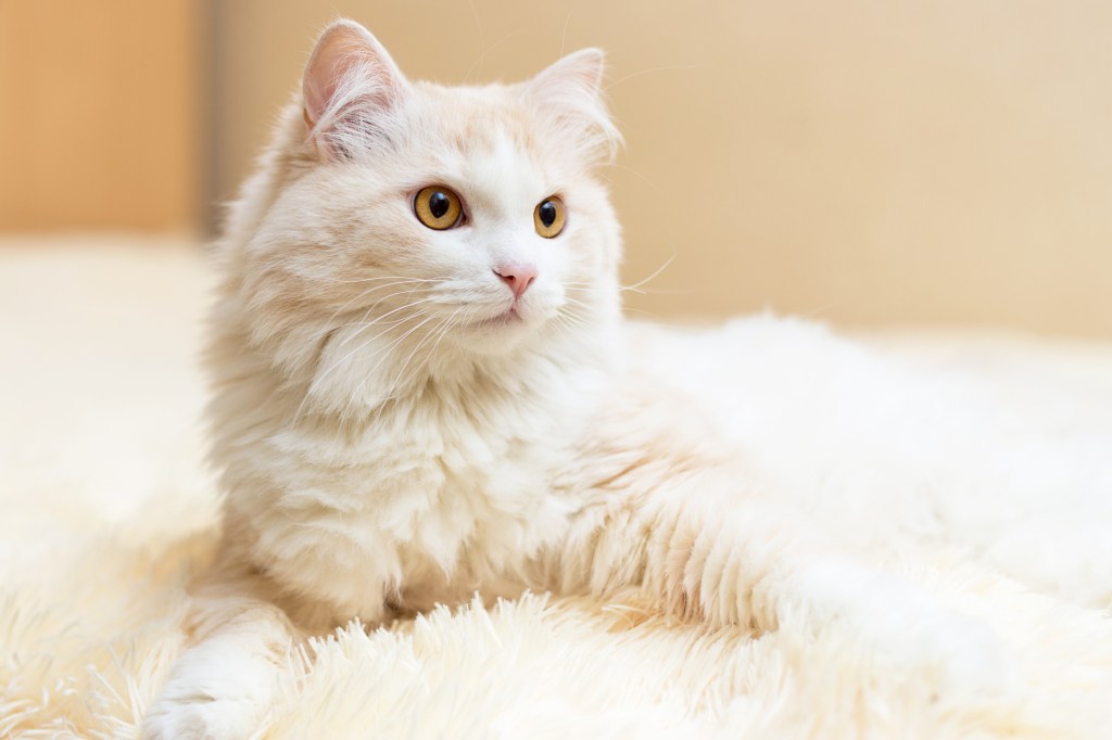 beautiful turkish angora cat