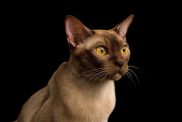 A chocolate Burmese cat with amber eyes.