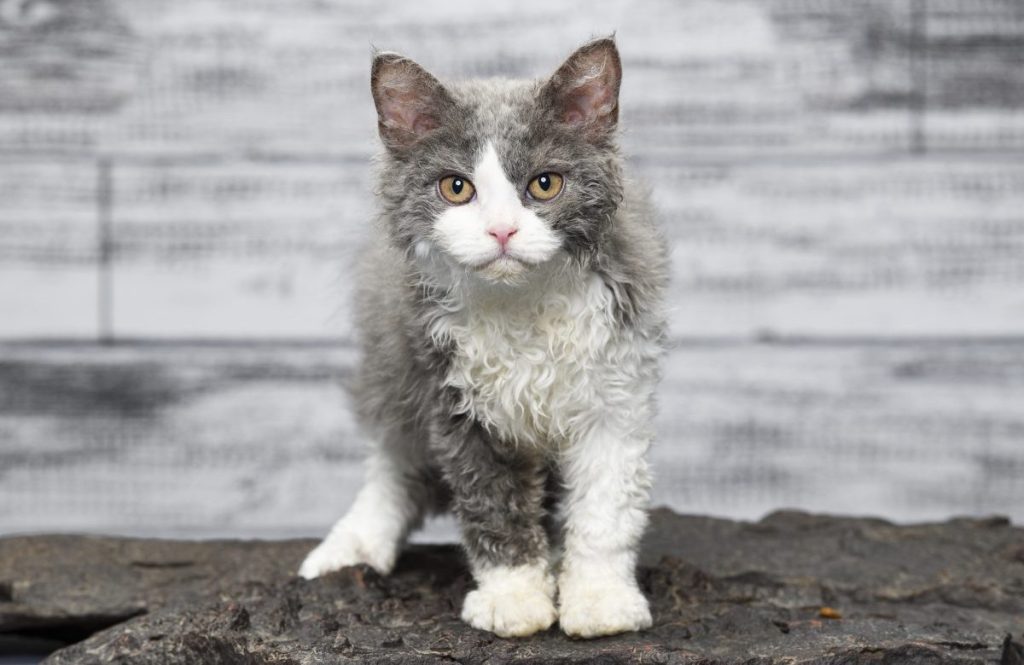 A curious grey and white Selkirk Rex.