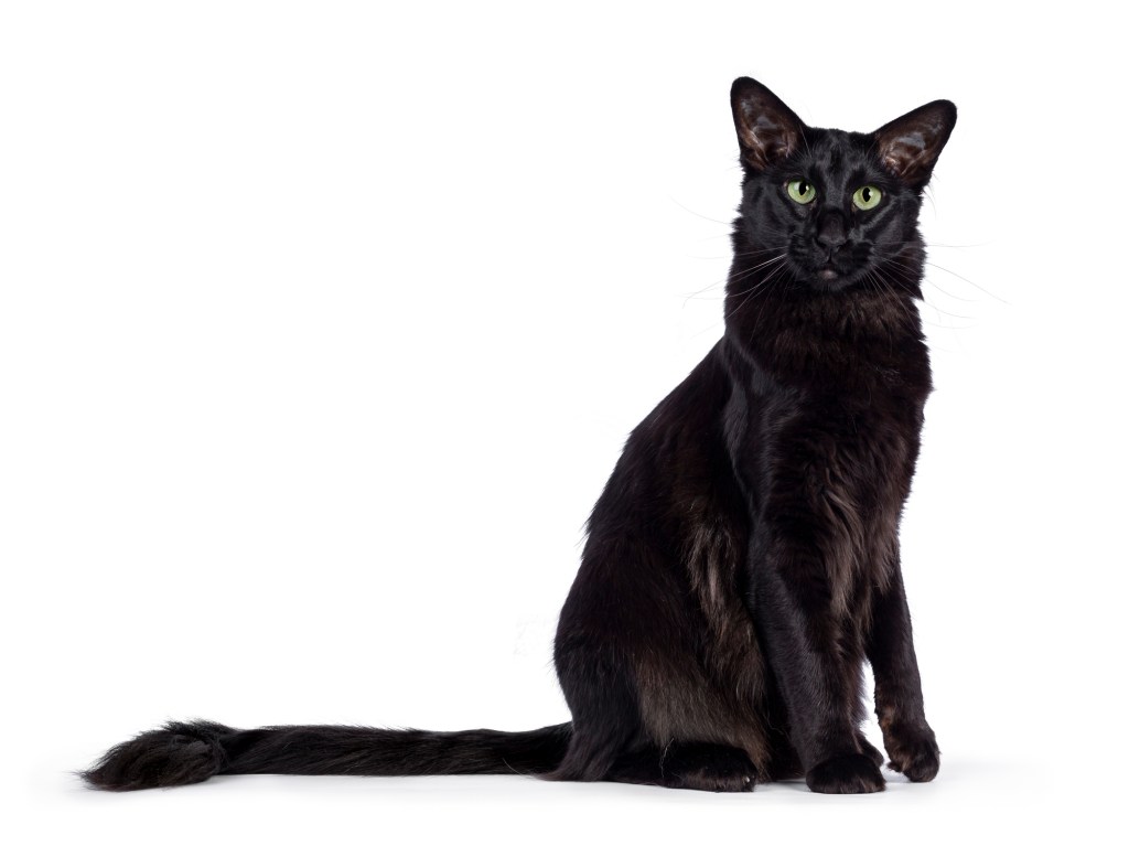 Striking back Javanese cat with feathered fur