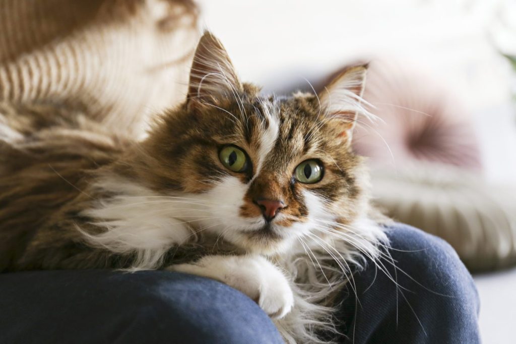 Portrait of a tri-color tabby Ragamuffin snuggled in a lap.