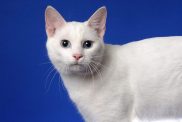 A close-up of a white Japanese Bobtail with blue eyes against a cobalt blue background.