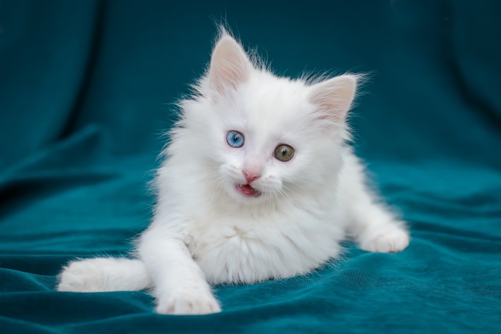 Turkish angora kitten on a blue backdrop