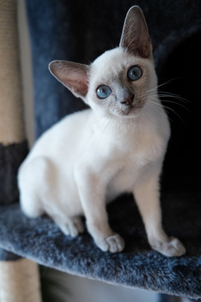 cute tonkinese kitten looking up to camera