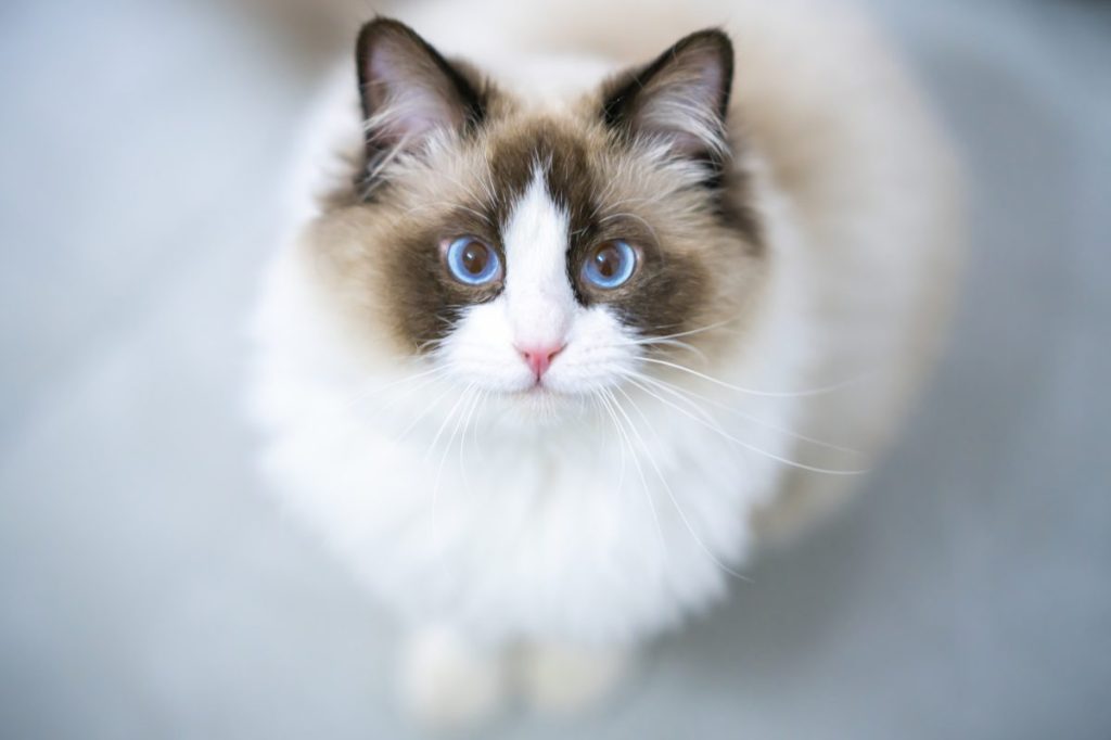 A fluffy Ragdoll sitting atop a table.