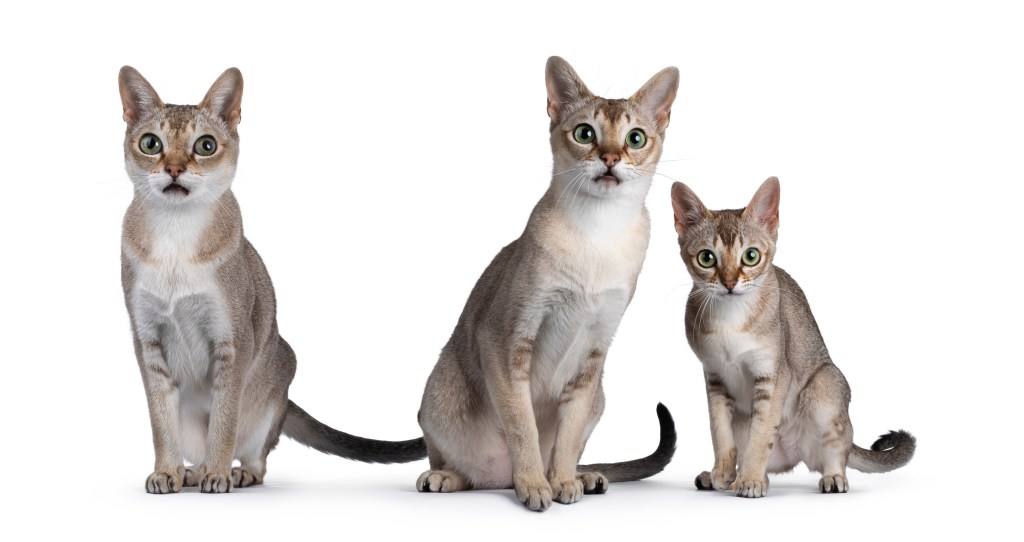 A trio of Singapuras in a photography studio. 