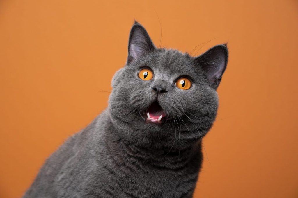 A close-up blue British Shorthair meowing.