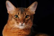 A close-up of a Somali cat against a black background.