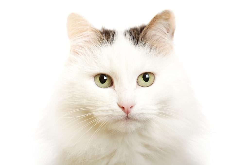 A close-up of a Turkish Van cat with dark van pattern.