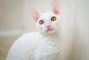 A white Cornish Rex stares into camera.