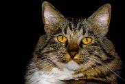 An American Bobtail cat with a thick mane and bright yellow eyes gazes at the lens.