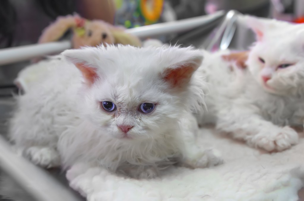 selkirk rex kittens