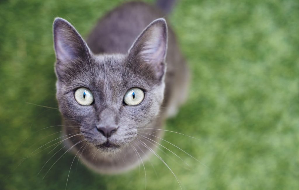 A Russian Blue cat looking into the lens outside.