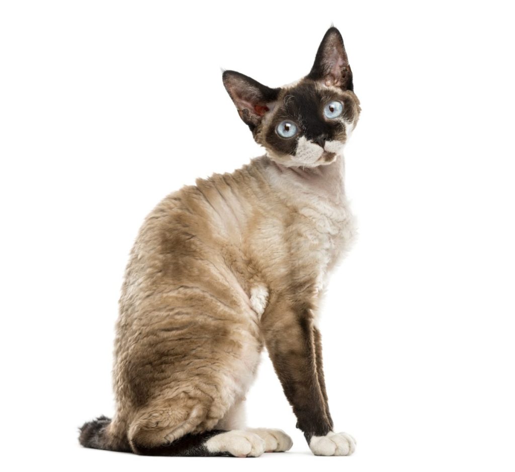 Devon rex sitting and staring