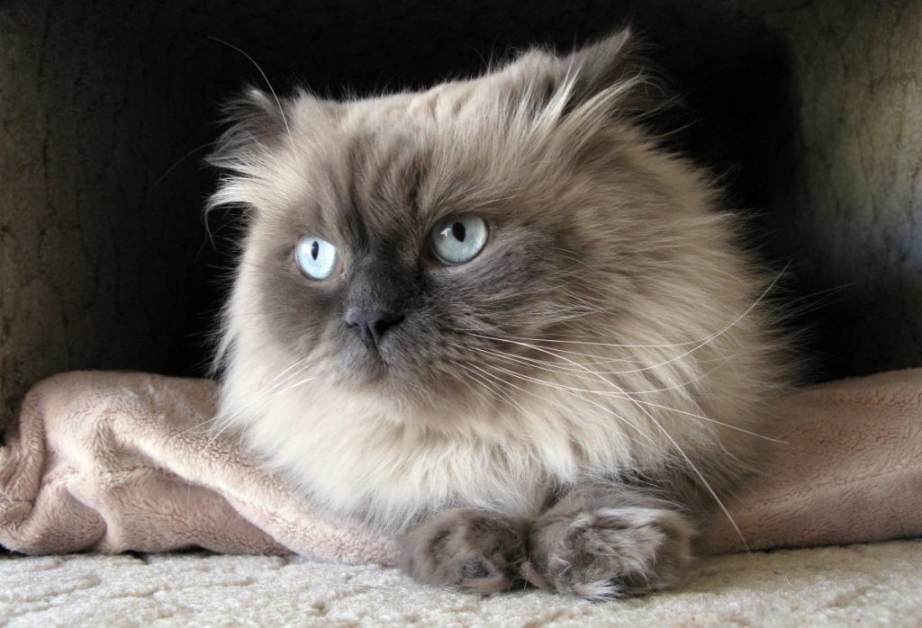 The Himalayan, or Himmie for short, is a Persian in Siamese drag. Unlike its parent breeds the Persian and the Siamese. Long-haired cat identical in type to the Persian, with the exception of its blue eyes.