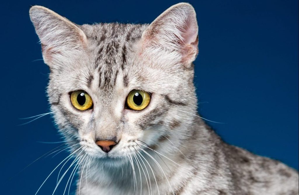 A young silver Egyptian Mau on a blue background.