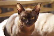 A chocolate European Burmese cat in golden sunlight.