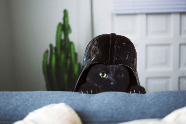 cat with darth vader helmet