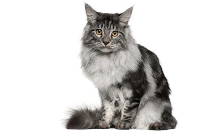 1-Maine-Coon-Cat-breed