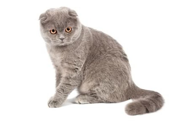 11-scottish-fold-cat