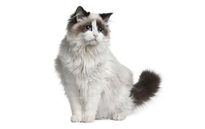 3-ragdoll-cat