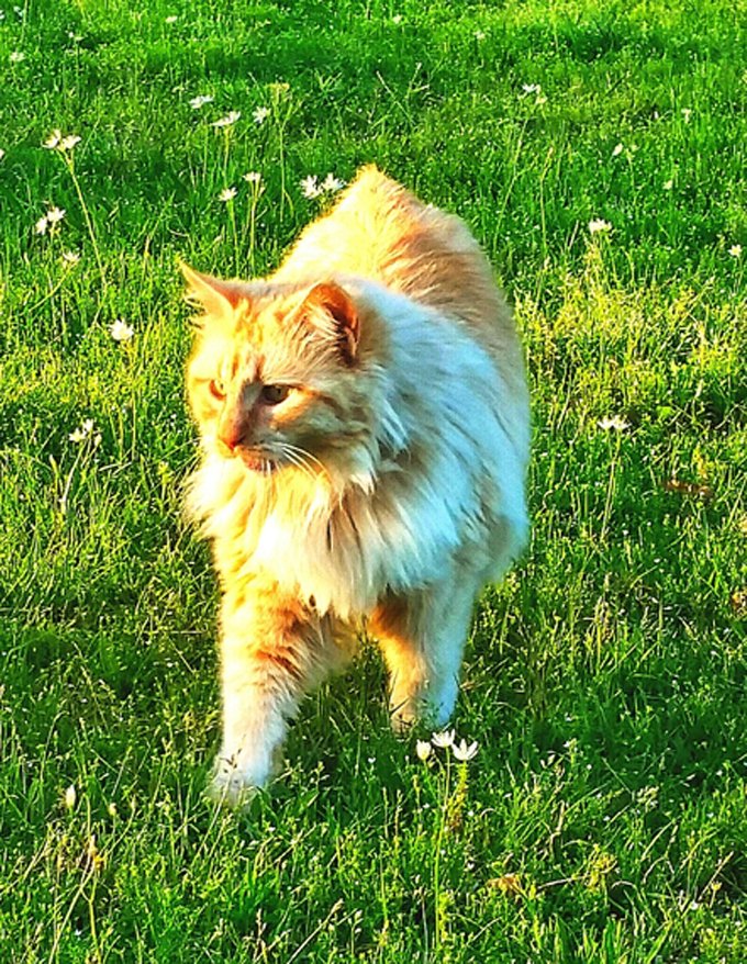 Full Length Of American Bobtail Cat Walking On Grass