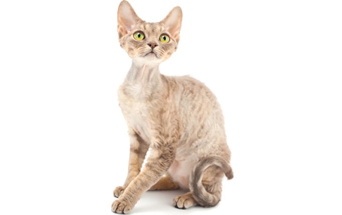 devon-rex-cat-breed-profile