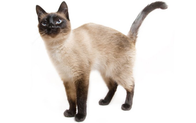 siamese-cat-breed