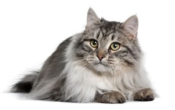 siberian-cat-breed