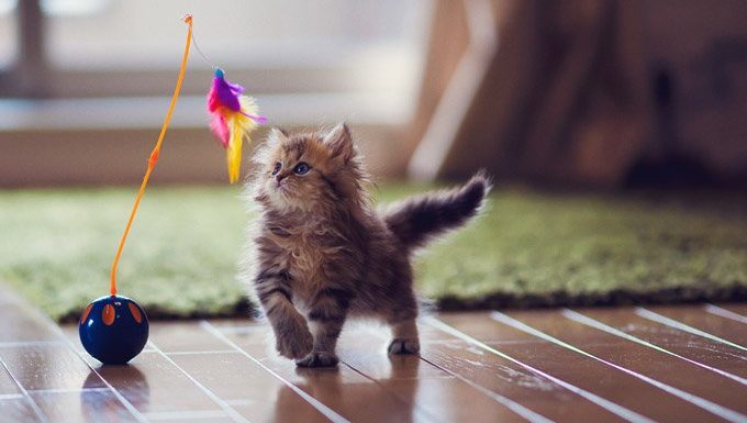 kitten playing with cat toys