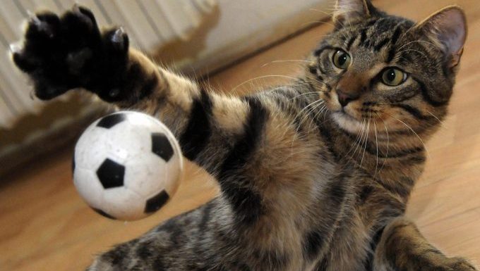 cat playing with ball