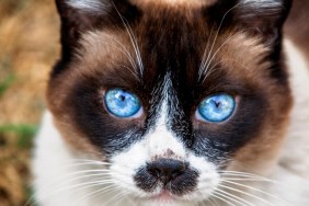 Old Snowshoe cat looking toward the camera in a garden the cat is a beautiful old cat the cat is happy The Snowshoe is a rare breed of cat originating in the United States of America in 1960, Snowshoes were first produced in Philadelphia when a Siamese breeder cat gave birth to three kittens with white feet.