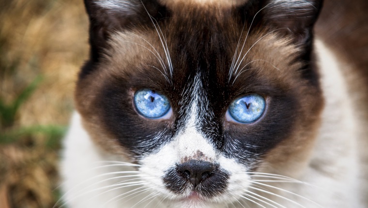 Old Snowshoe cat looking toward the camera in a garden the cat is a beautiful old cat the cat is happy The Snowshoe is a rare breed of cat originating in the United States of America in 1960, Snowshoes were first produced in Philadelphia when a Siamese breeder cat gave birth to three kittens with white feet.