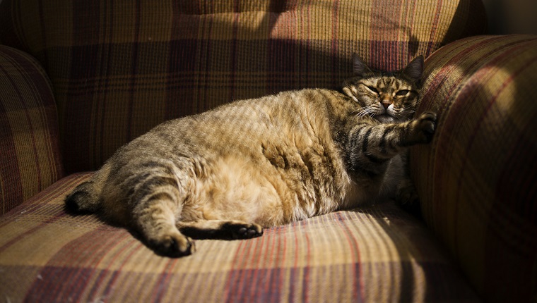 Fat tabby cat lying on an armchair