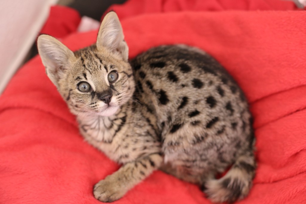 Savannah cat kitten sitting on a red blanket