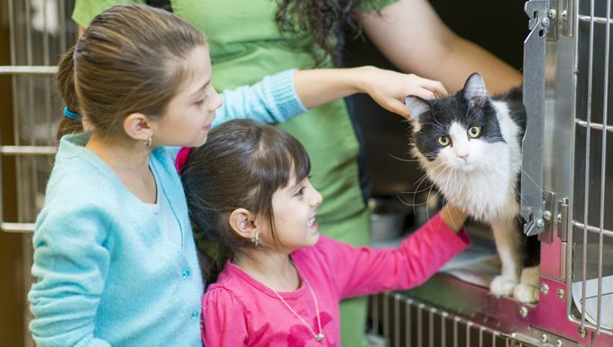 kids pet cat at a shelter