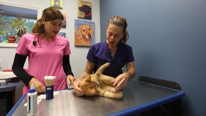 vets holding cat on table