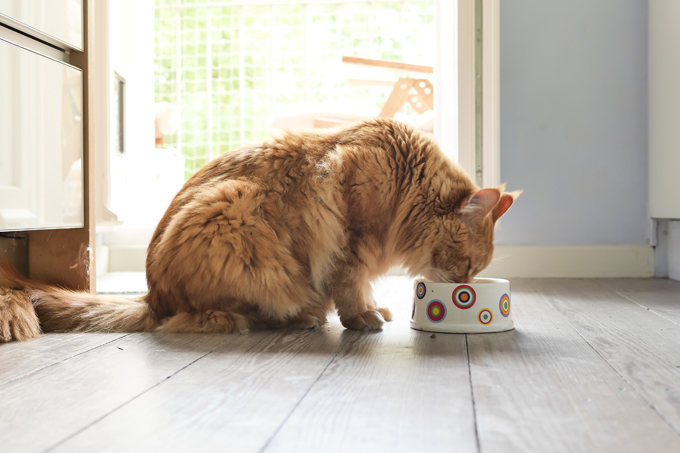 Maine-coon cat eating from bowl