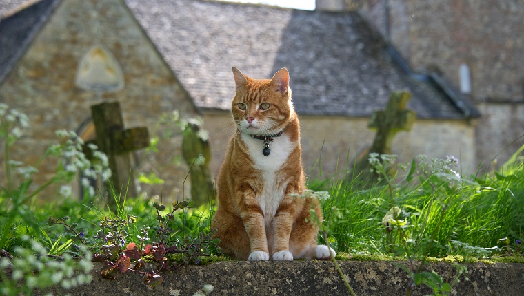 Cat Sitting In Graveyard